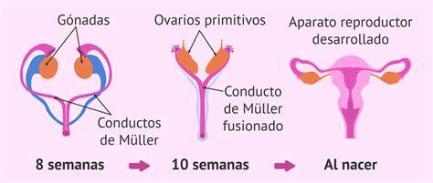 Esquema del sistema reproductor femenino con énfasis en los ovarios y folículos