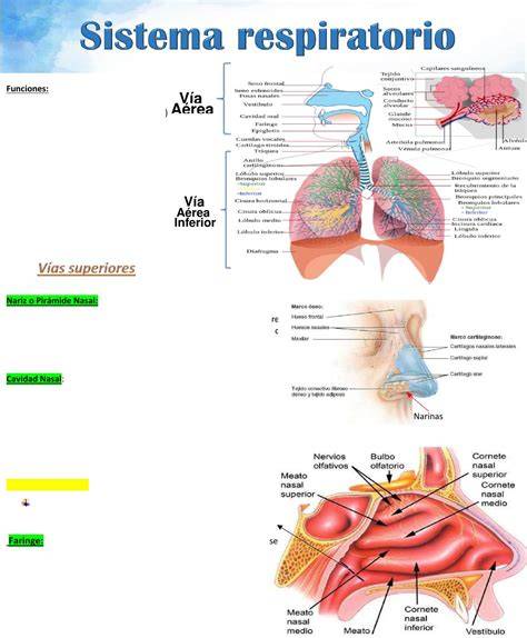 Esquema de las vías respiratorias superiores y la función filtradora de la nariz