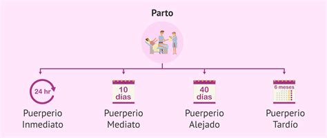 Infografía o esquema ilustrando las etapas del puerperio
