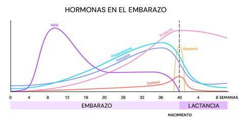 Diagrama de cambios hormonales y físicos durante el puerperio