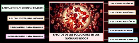 Infografía sobre los efectos de los tiosulfatos del ajo en los glóbulos rojos caninos, mostrando la formación de cuerpos de Heinz y excentrocitos