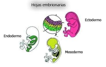 Diagrama esquemático de las tres capas germinales (ectodermo, mesodermo, endodermo) y sus derivados.