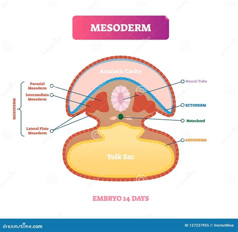 Diagrama detallado de la formación del mesodermo y sus derivados, incluyendo somites y notocorda.