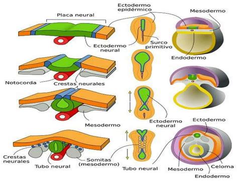 Diagrama que ilustra las etapas de la neurulación, desde la placa neural hasta el tubo neural.