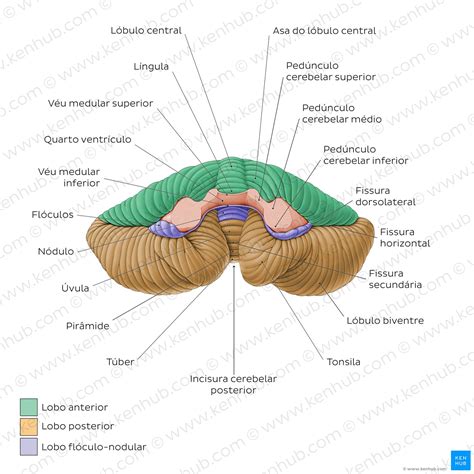 Anatomía del cerebelo con las amígdalas resaltadas en la región inferomedial, cerca del foramen magno.