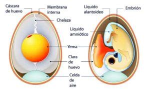Esquema de un huevo fértil con el blastodermo