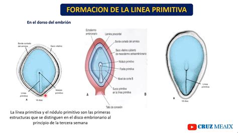 Diagrama de la línea primitiva en un embrión aviar