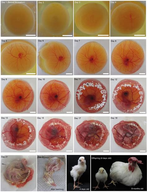 Foto de un embrión de pollo de 8 días mostrando ojos y extremidades