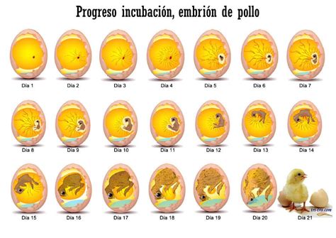 Pollito listo para eclosionar dentro del huevo