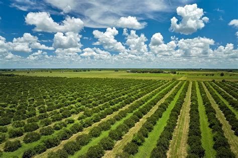 Vista aérea de campos de naranjos y terrenos en barbecho en Paterna