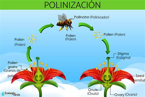 Diagrama de una planta anemógama liberando polen al viento