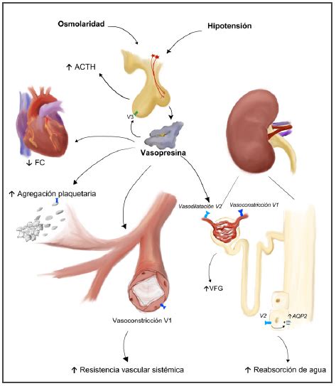 Esquema de los receptores V1 y V2 y su papel en la vasoconstricción periférica y la reabsorción de agua.