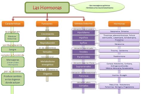 Esquema de las hormonas reproductivas y su interacción