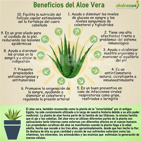 Infografía detallando los beneficios internos del consumo de aloe vera para la digestión y el sistema inmune.