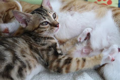 Imagen de un gatito bebiendo leche de su madre.