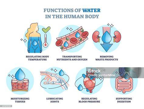 Esquema de las funciones del agua en el cuerpo de un bebé