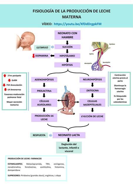 Esquema de la transferencia de alcohol de la sangre materna a la leche durante la lactancia