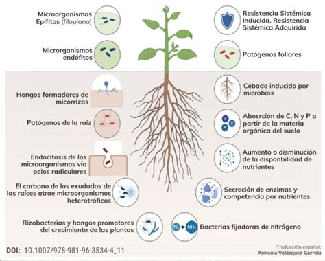 infografía sobre cómo la melaza activa la microbiología del suelo