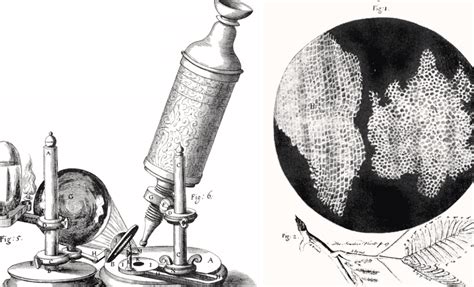 Grabado del microscopio de Robert Hooke y sus observaciones del corcho