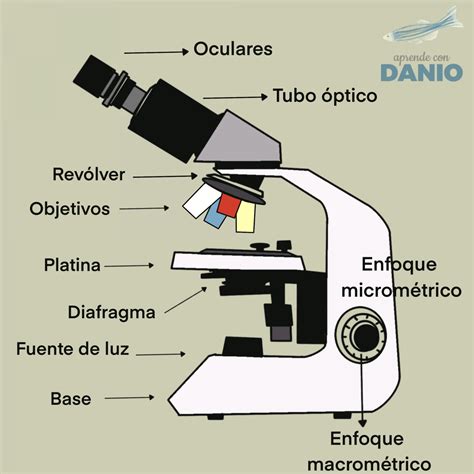 Diagrama de un microscopio óptico con sus partes señaladas