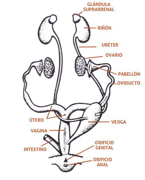 Esquema del sistema reproductor de una ave hembra