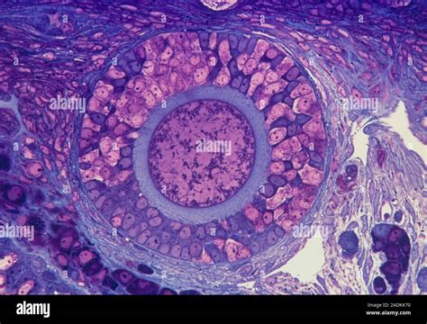 Fotografía microscópica de un folículo ovárico de avestruz