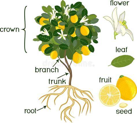 Esquema de las partes de un limonero (raíces, tronco, hojas, flores, frutos) y su relación con los nutrientes NPK