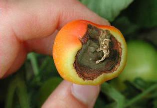 Necrosis apical en pimiento (peseta)