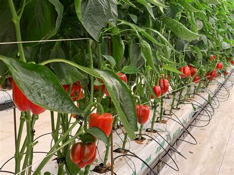 Cultivo de pimiento en invernadero con sistema de fertirrigación