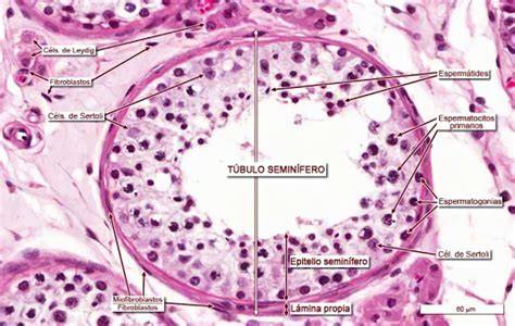 Micrografía del epitelio seminífero mostrando las células de Sertoli y las células germinales