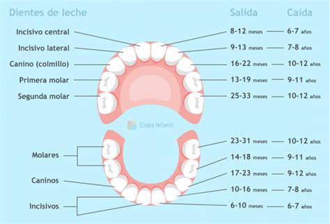 Ilustración del orden de aparición de los dientes de leche en bebés.