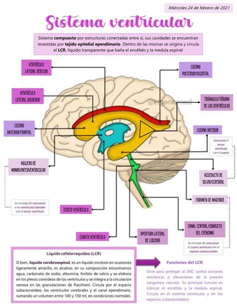 Esquema del sistema ventricular cerebral y el flujo del líquido cefalorraquídeo