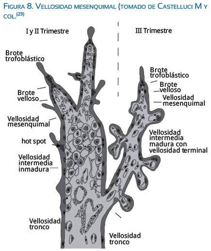 Micrografía de vellosidades intermedias inmaduras (vii) con sus componentes estromales y vasculares.