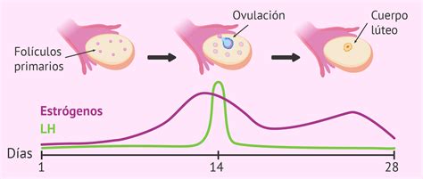 Gráfico que muestra los niveles de estrógeno y LH durante el ciclo menstrual, con el pico de LH desencadenando la ovulación.