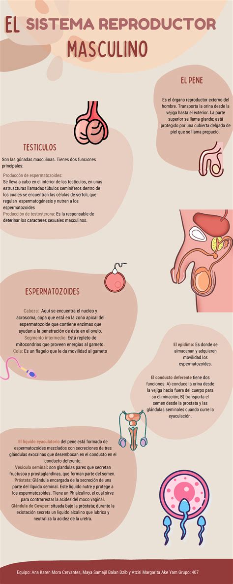 infografía sobre el sistema reproductor masculino y los espermatozoides