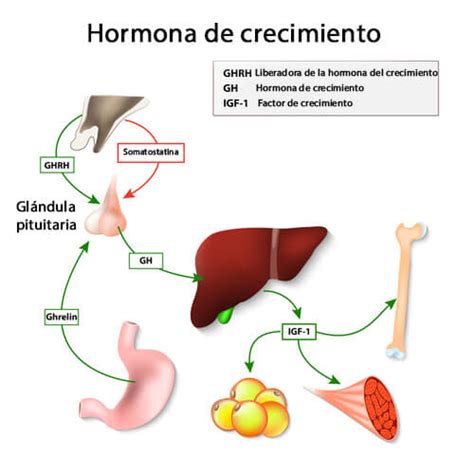 Esquema de la glándula pituitaria y la producción de hormona del crecimiento