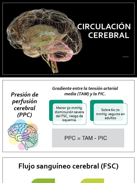 Esquema de la circulación cerebral y los mecanismos de autorregulación