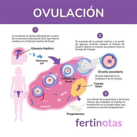 Gráfico comparativo mostrando la tasa de ovulación en mujeres que tomaron AINEs versus un grupo placebo.