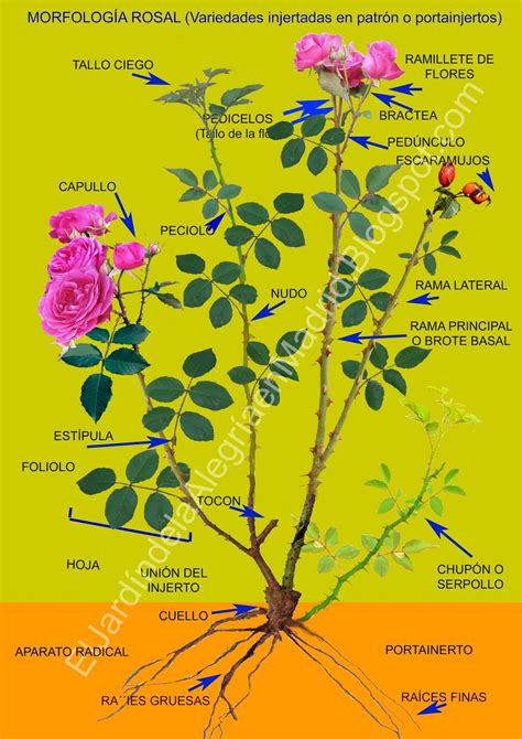 Esquema de las partes de un rosal y su proceso de floración