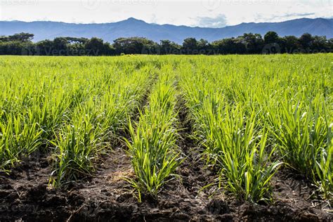 Campo de caña de azúcar en el Valle del Cauca, Colombia