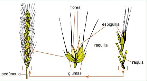 Comparativa de las estructuras de la espiga de trigo y cebada.