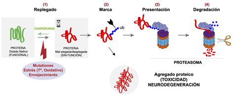 Esquema del proceso de reprogramación celular por transfección de factores de transcripción en fibroblastos