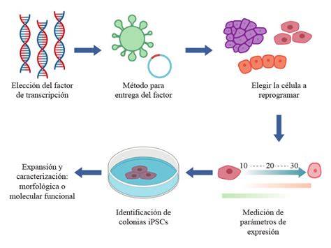 Micrografía de colonias de células madre pluripotenciales inducidas (CMPI)