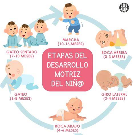 diagrama de desarrollo motor infantil