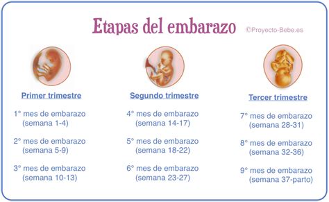 Esquema de las etapas del embarazo en conejas