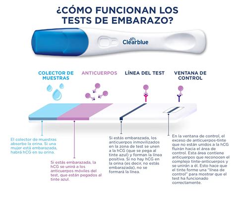 Ilustración esquemática del funcionamiento de un test de embarazo de orina, mostrando la reacción con la hormona hCG.