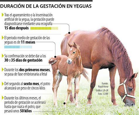 Infografía detallada que muestra la transferencia de nutrientes de la yegua al feto durante los últimos meses de gestación y los beneficios del pienso especializado