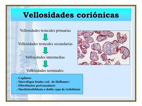 Micrografía de trofoblasto y vellosidades coriónicas