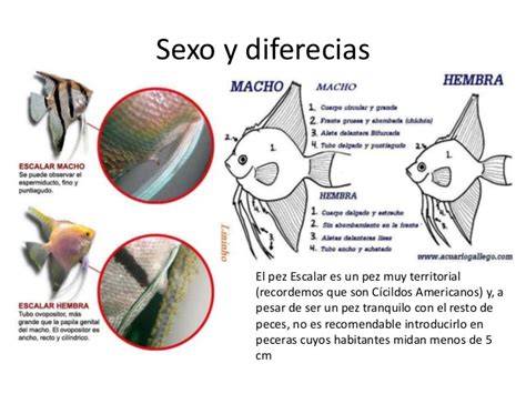 Ilustración de dimorfismo sexual en peces, mostrando las diferencias entre machos y hembras de una misma especie