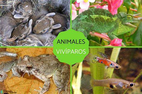 Grupo de peces vivíparos adultos junto a sus crías (alevines)
